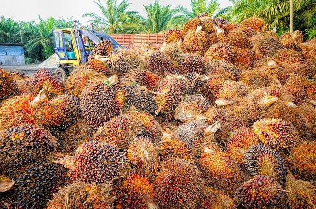 Palm Oil and Deforestation